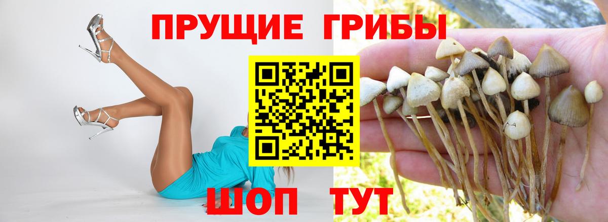 Псилоцибиновые грибы Psilocybe Ижевск